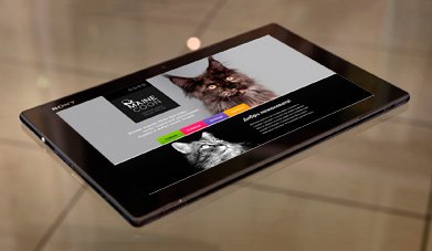 Сайт питомника котов породы Мейн-кун